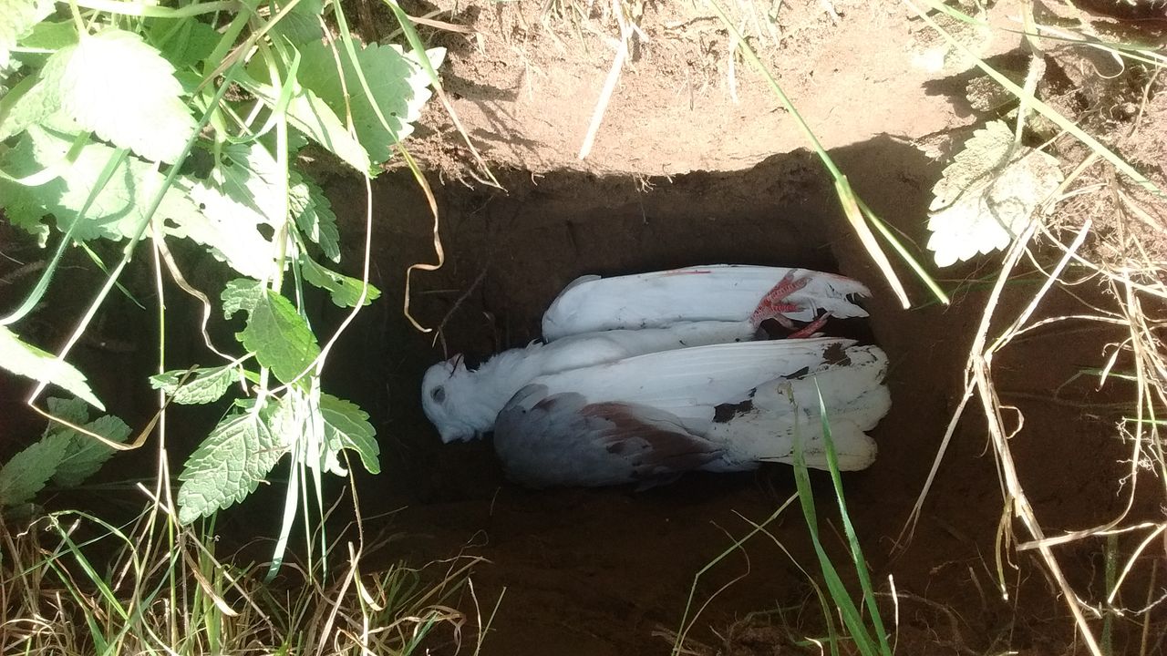 the dove in the grave